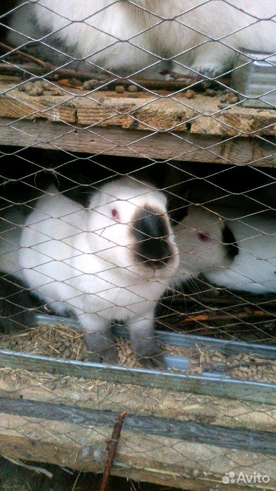 Кролики калифорния разных возростов купить на Зозу.ру - фотография № 1
