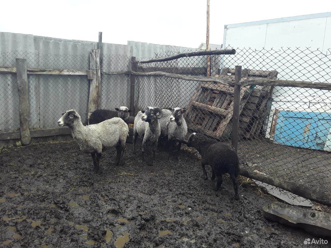 Овцы, бараны, ягнята купить на Зозу.ру - фотография № 1