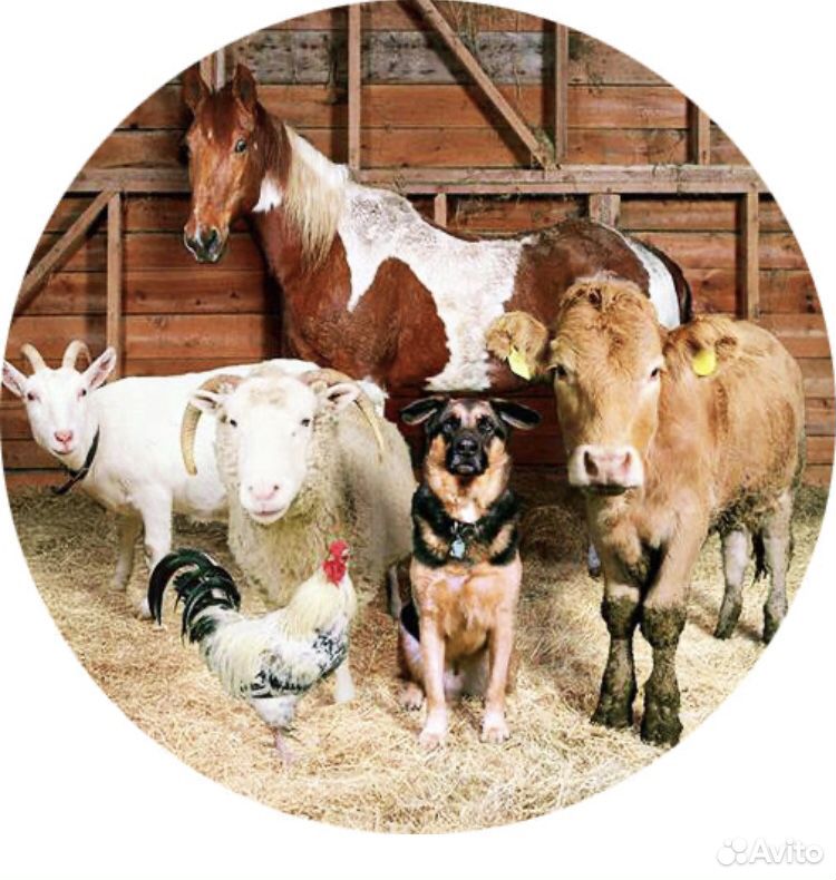 K.y.п.л.ю овец коз телят корову купить на Зозу.ру - фотография № 1