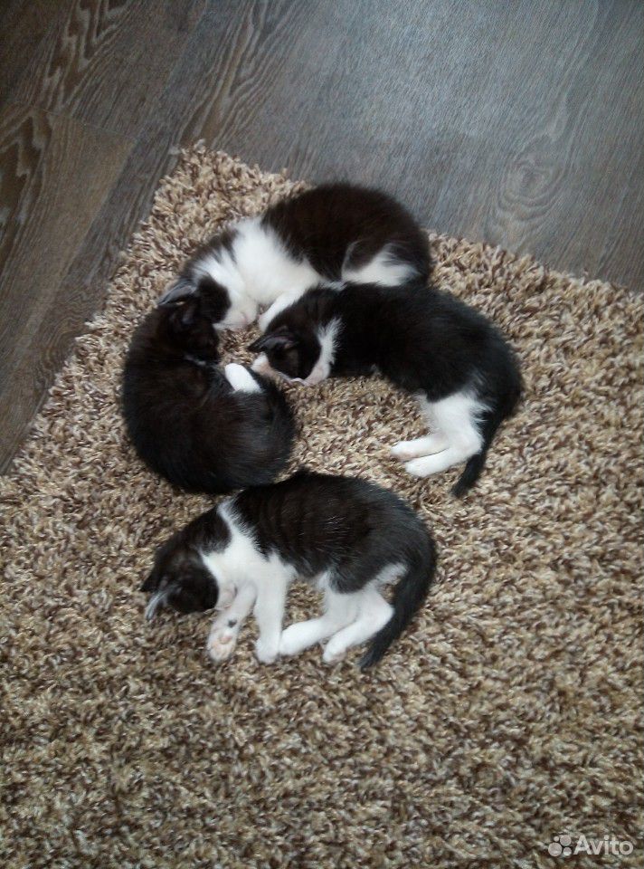 3 Кошки, 1 кот купить на Зозу.ру - фотография № 1