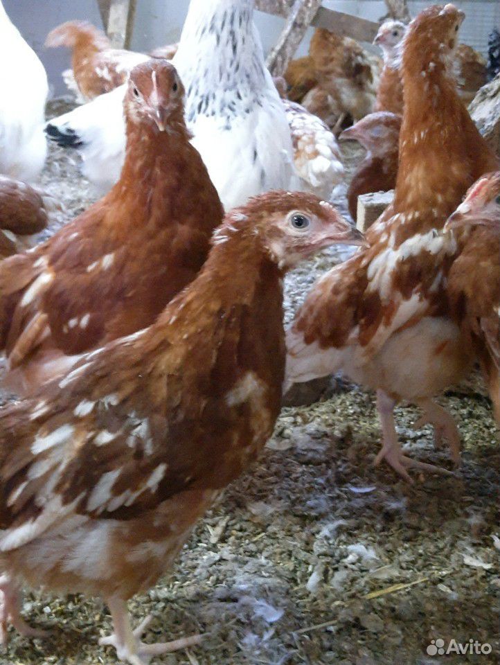 Цыплята, утята, куры, гуси купить на Зозу.ру - фотография № 3