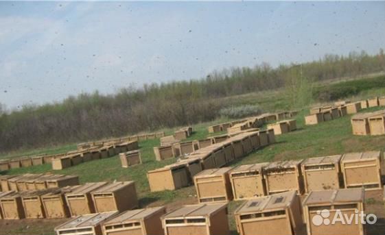 Пчелы с гарантией и доставкой купить на Зозу.ру - фотография № 1