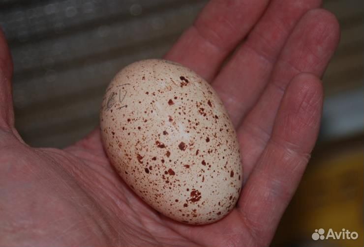 Инкубационное яйцо трогопан купить на Зозу.ру - фотография № 2