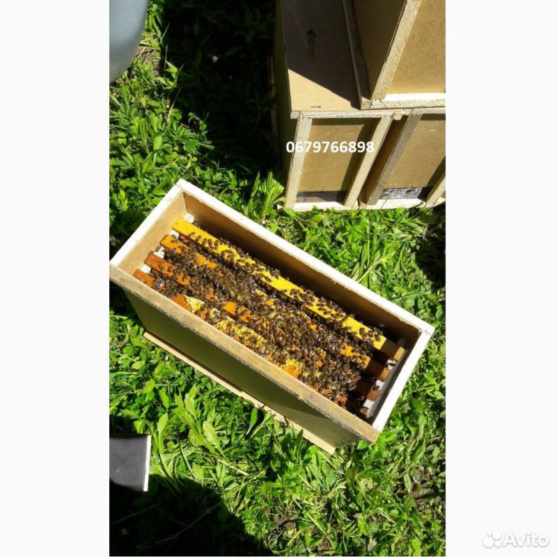 Пчелопакеты купить московская. Пчелопакеты. Пакет пчел. Ящик для пчелопакетов. Пчелопакеты на три рамки расплода.