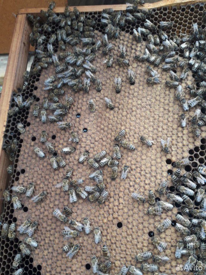 Пчелы купить на Зозу.ру - фотография № 6