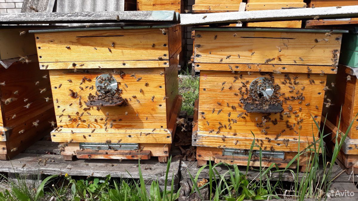 Продаются пчёлы купить на Зозу.ру - фотография № 5