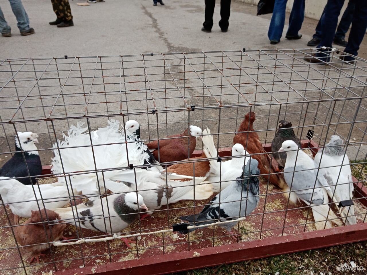 Год тула голуби. Голуби тульский чеграш. Голубеводы рязани. Голуби туляки. Ярмарка голубей в туле.