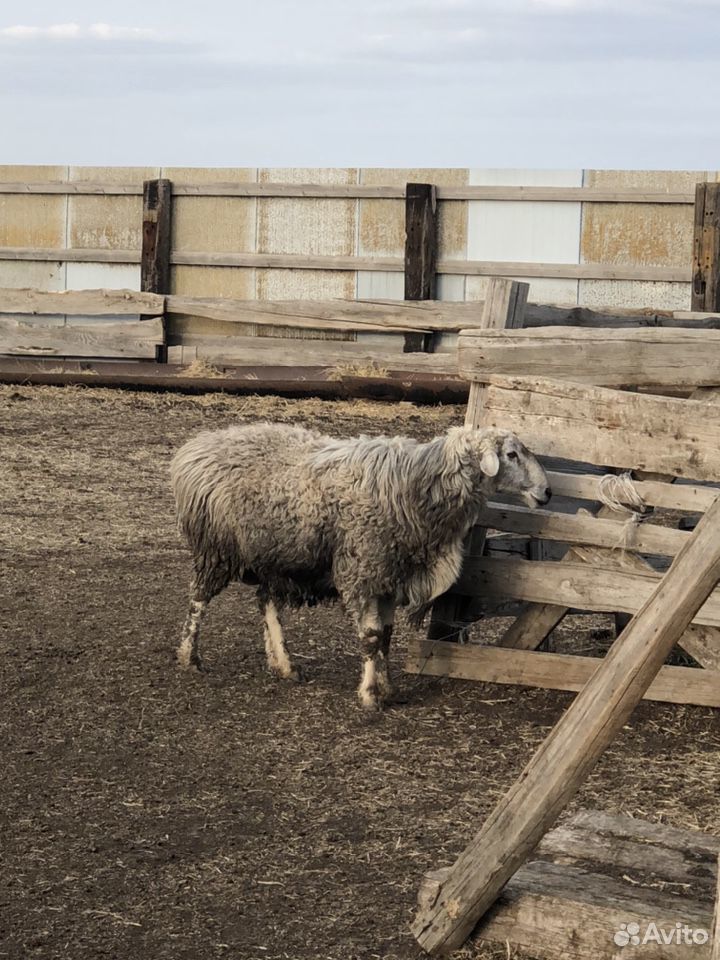 Овцы бараны ягнята купить на Зозу.ру - фотография № 4