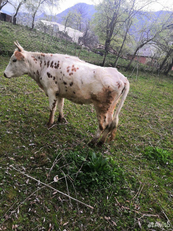 Коровы купить на Зозу.ру - фотография № 7