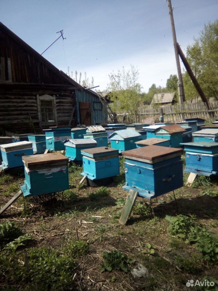 Пасека, дом и пчёлы купить на Зозу.ру - фотография № 7