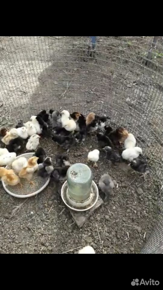 Цыплята от домашних кур купить на Зозу.ру - фотография № 1