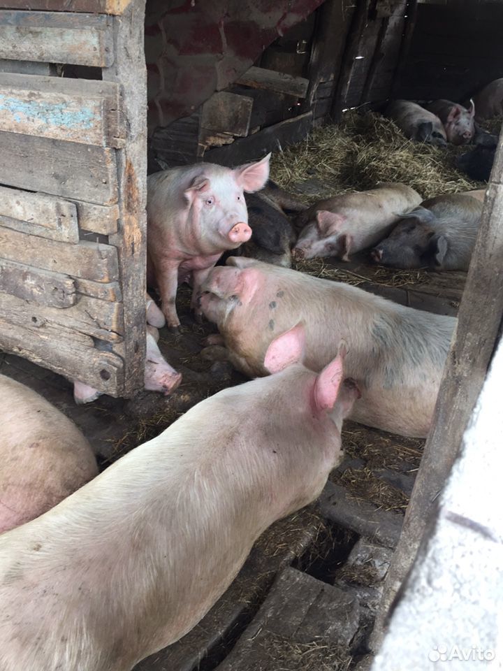 Продам свиней живым весом (русская белая- канадска купить на Зозу.ру - фотография № 4