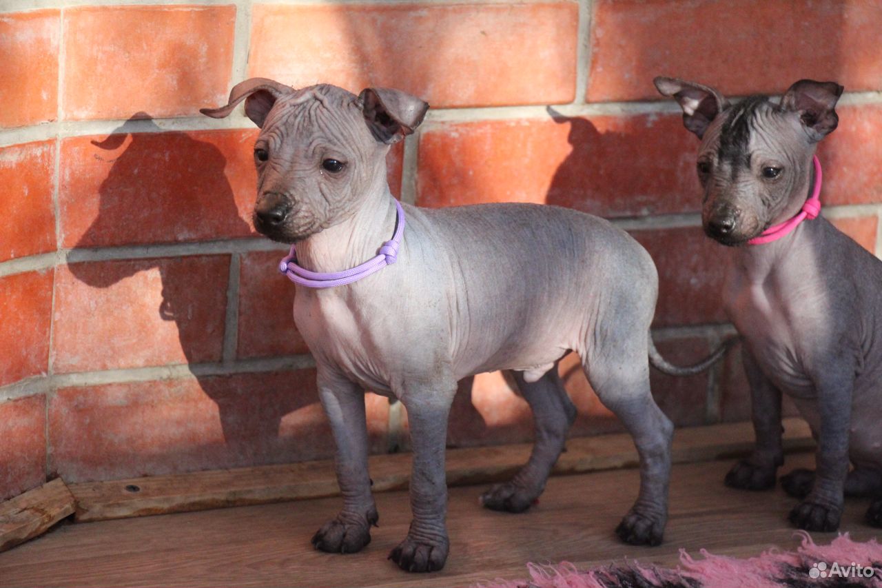 Ксолоицкуинтли, мексиканская голая собака. Мини купить на Зозу.ру - фотография № 3