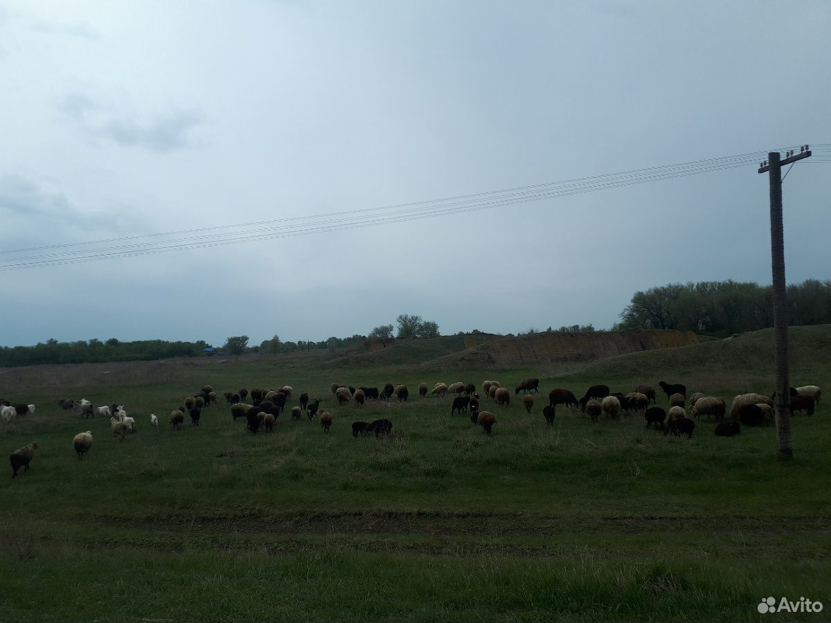 Продам овец ягнят коз купить на Зозу.ру - фотография № 4