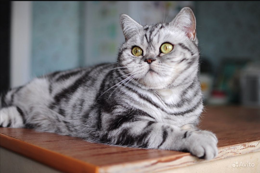 Порода кошек вискас. Британский кот вискас мраморный. Британская короткошёрстная кошка вискас. Скоттиш страйт полосатый. Кот британец мраморный.