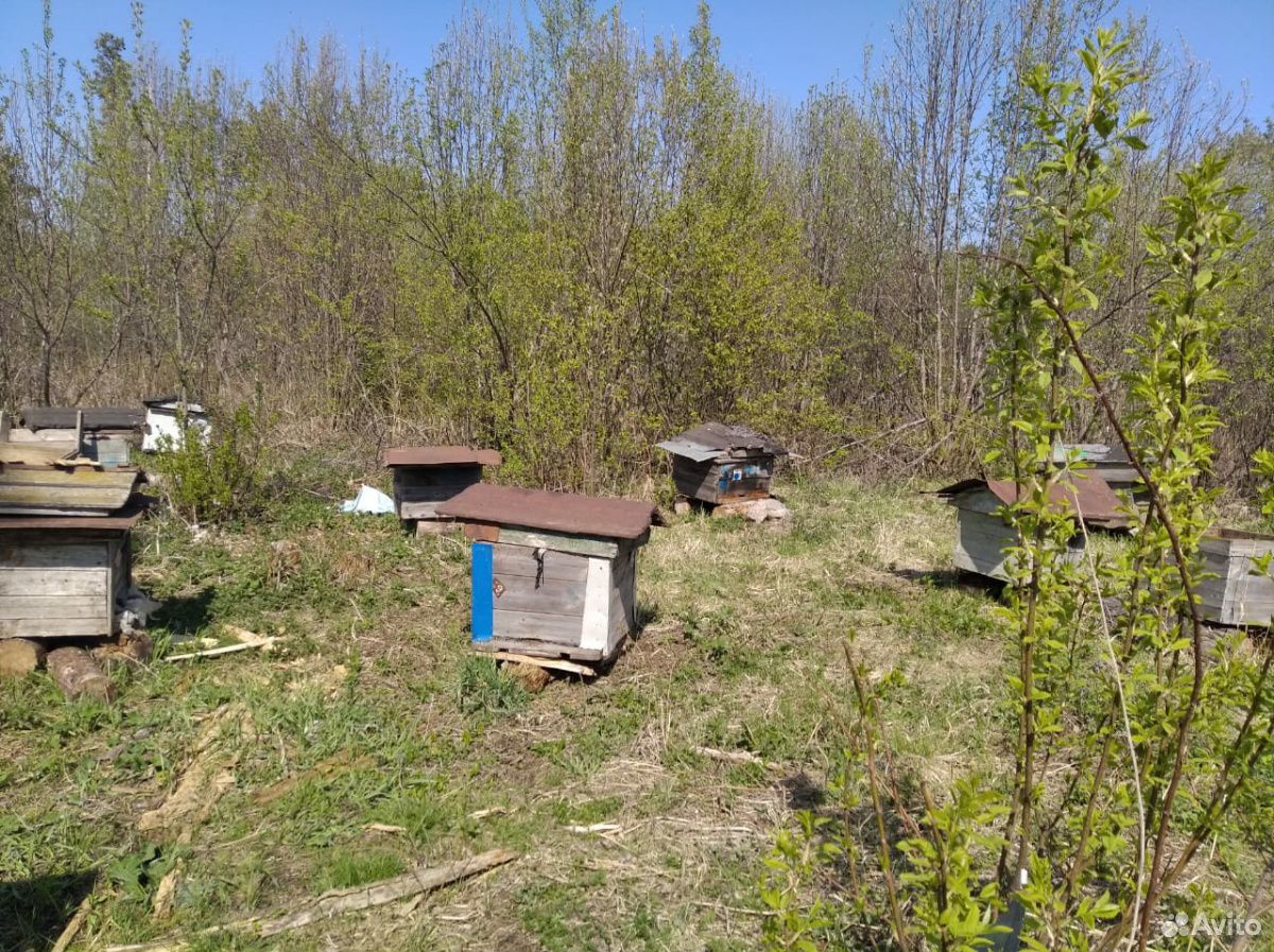 Пчелиные ульи купить на Зозу.ру - фотография № 3