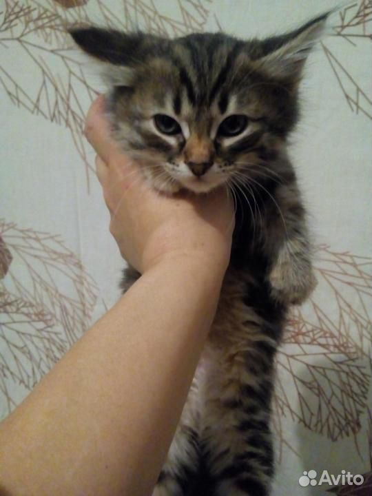 Британские котята, кошечки купить на Зозу.ру - фотография № 2