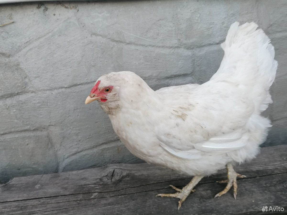 Инкубационные яйца, куры, цыплята купить на Зозу.ру - фотография № 3