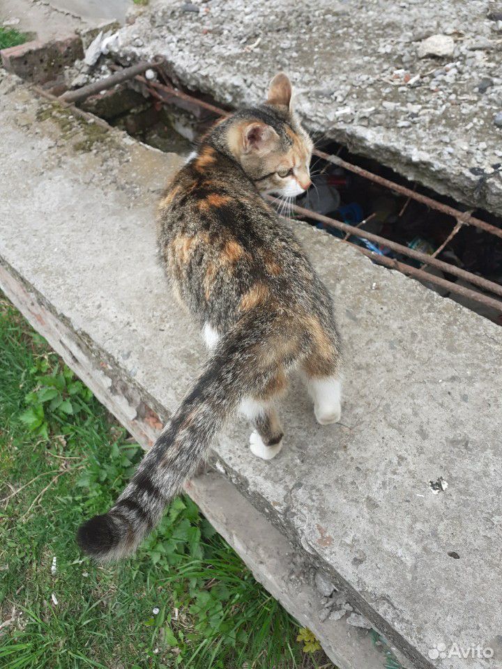 Кошка ищет дом купить на Зозу.ру - фотография № 3