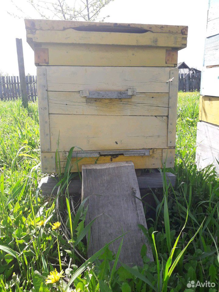 Пчелы купить на Зозу.ру - фотография № 3