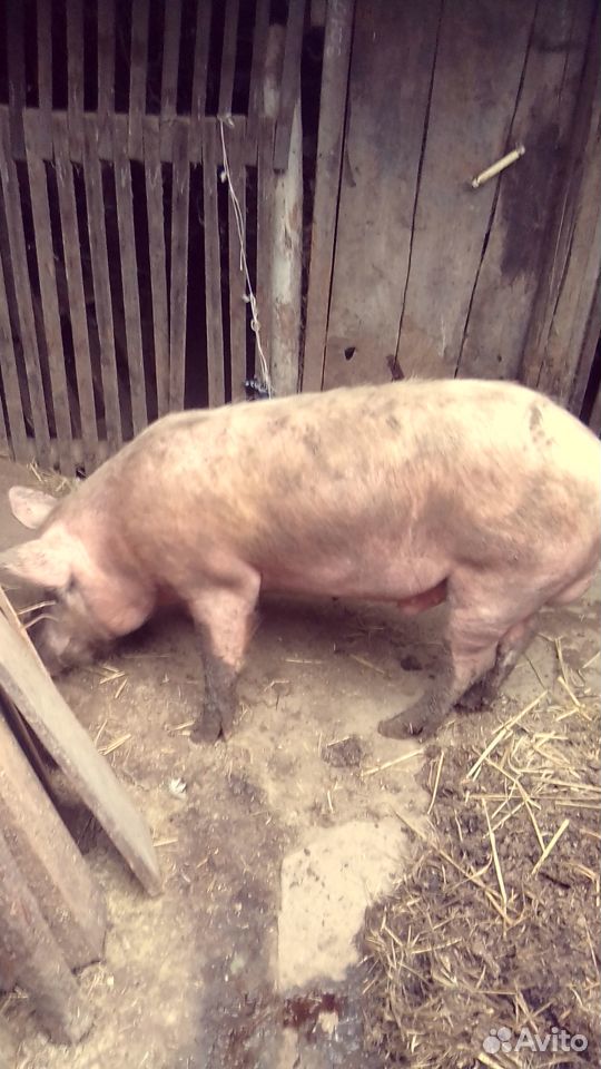 Самец свиньи купить на Зозу.ру - фотография № 1