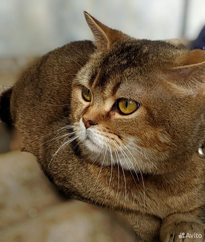 Шотланский кот на вязку купить на Зозу.ру - фотография № 1