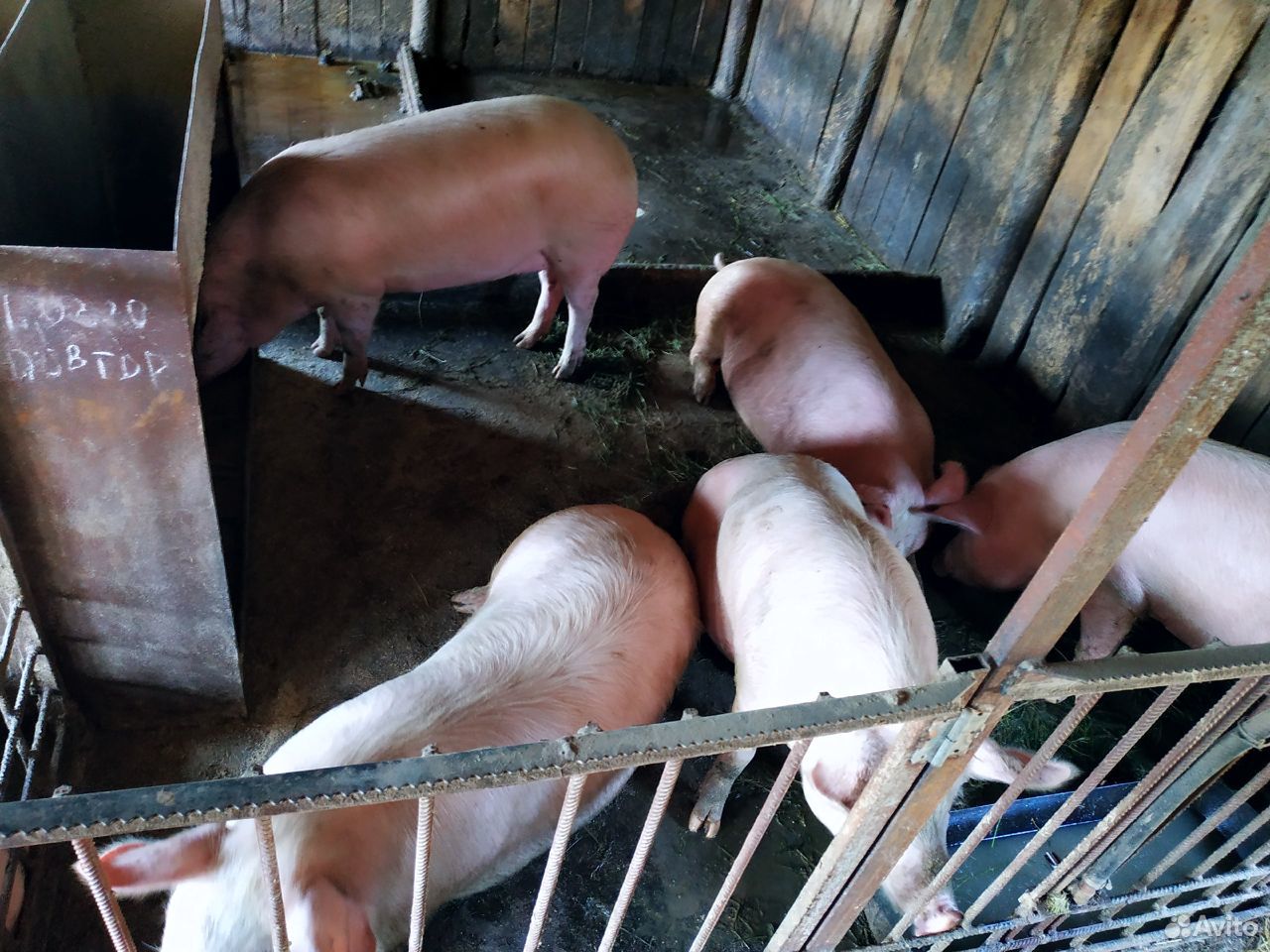 Свиньи и быки купить на Зозу.ру - фотография № 1