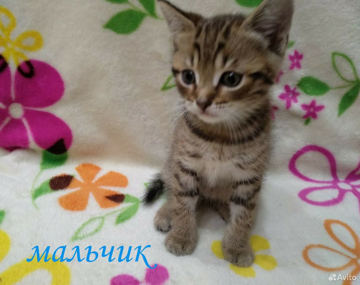 Отдам 2-х котят в добрые руки купить на Зозу.ру - фотография № 2