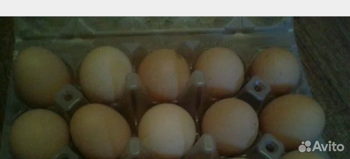 Яйца цецарки купить на Зозу.ру - фотография № 1