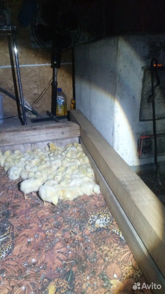 Бройлер кобб-500 цыплята купить на Зозу.ру - фотография № 6