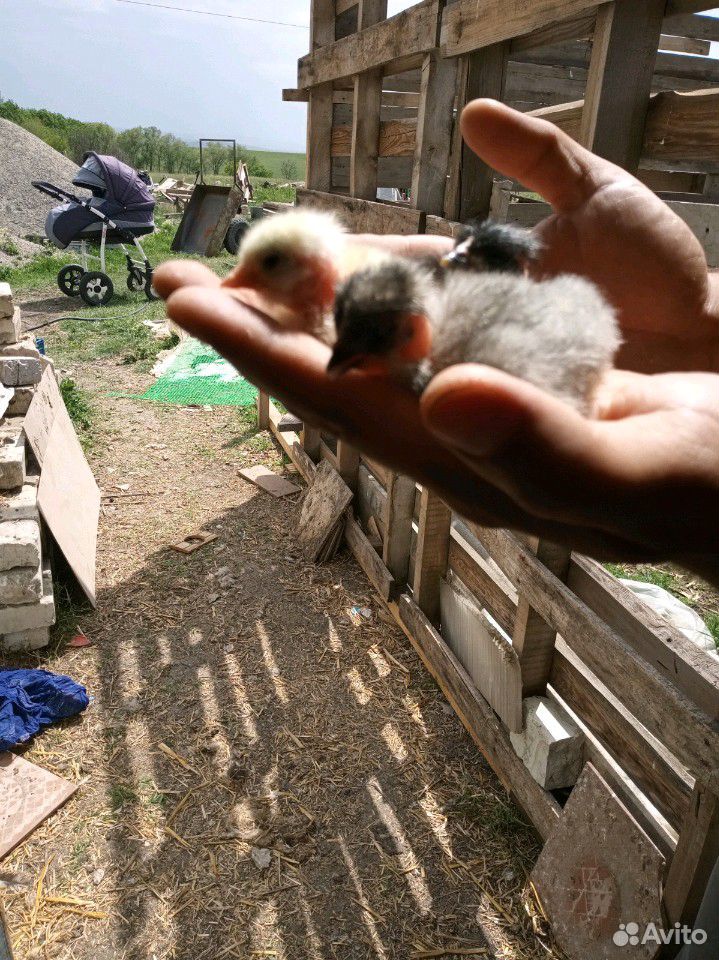 Цыплята на продажу суточные помесь разных пород купить на Зозу.ру - фотография № 6