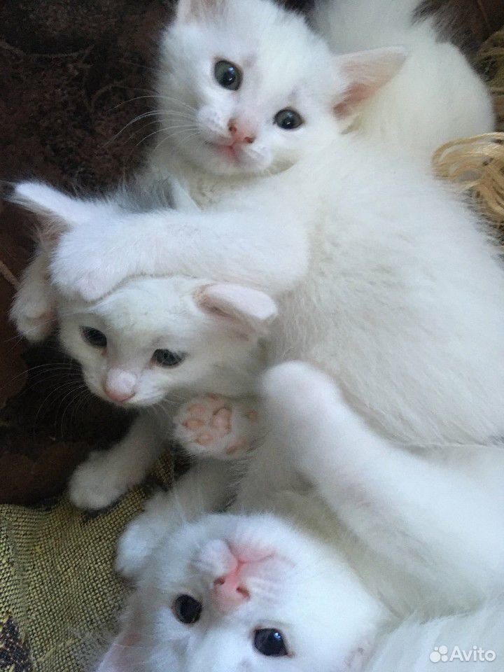 Беленькие котята купить на Зозу.ру - фотография № 8