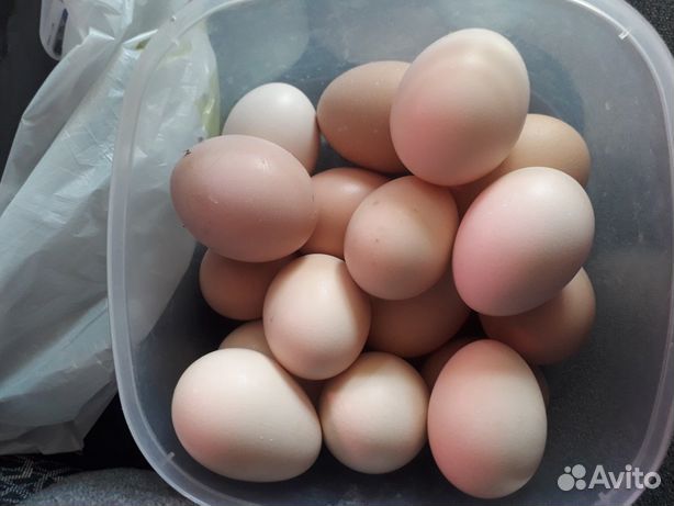 Инкубационное яйцо породы брама купить на Зозу.ру - фотография № 6