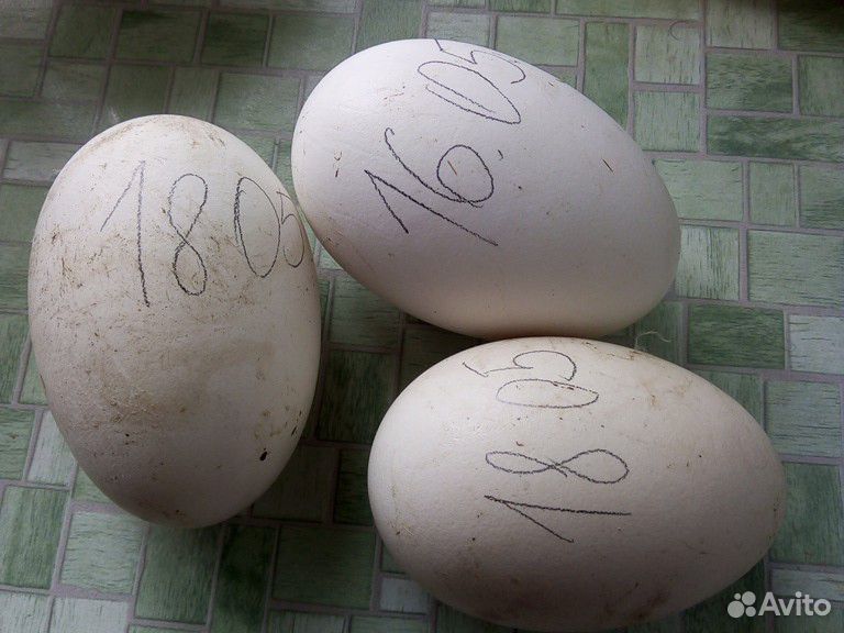Инкубационные яйца гусей купить на Зозу.ру - фотография № 1