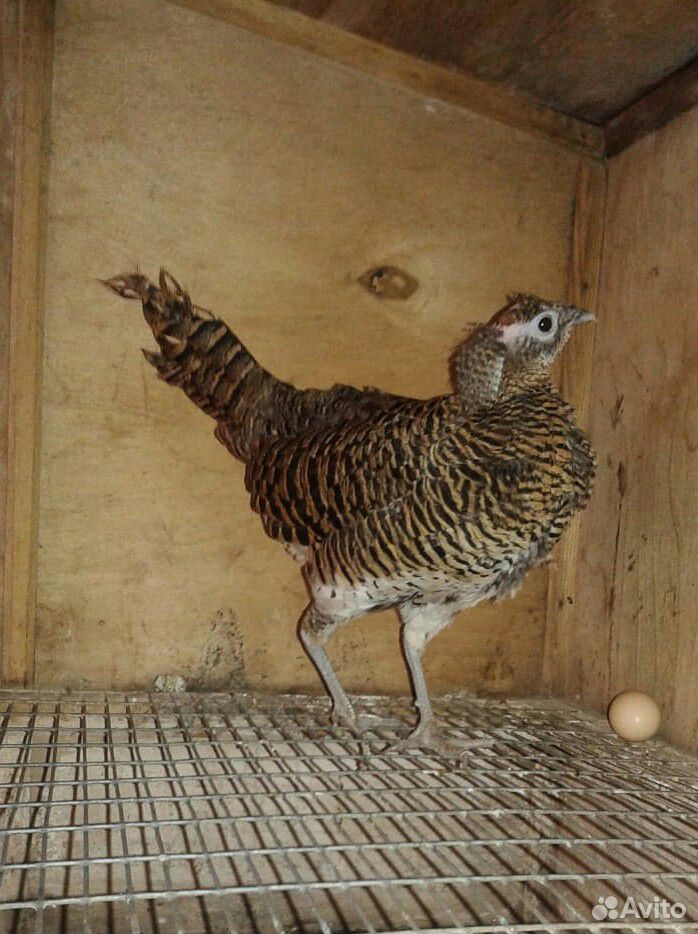 Самка алмазного фазана купить на Зозу.ру - фотография № 1