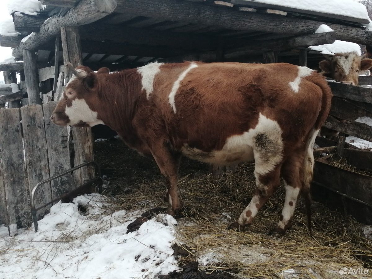 Корова с теленком купить на Зозу.ру - фотография № 3