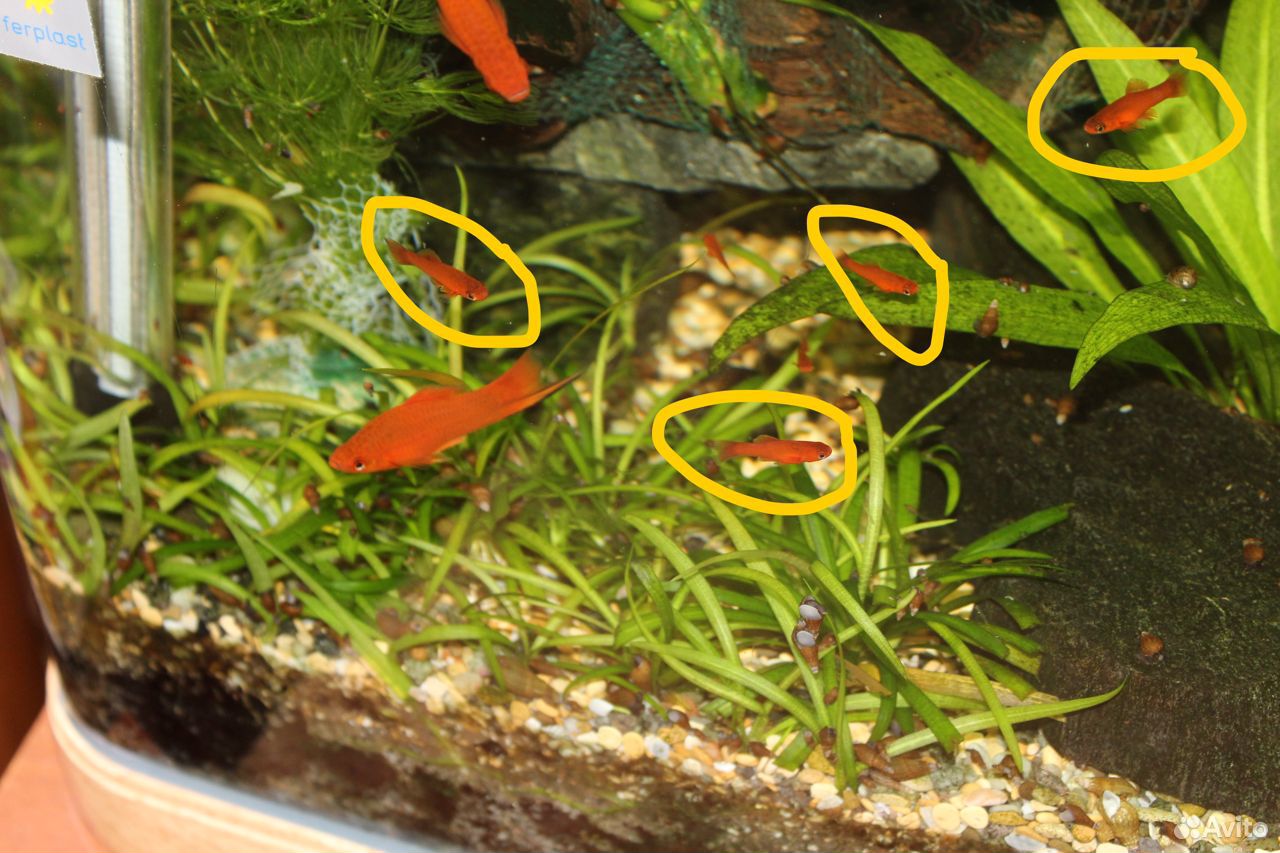 Растения и рыбки для аквариума купить на Зозу.ру - фотография № 6