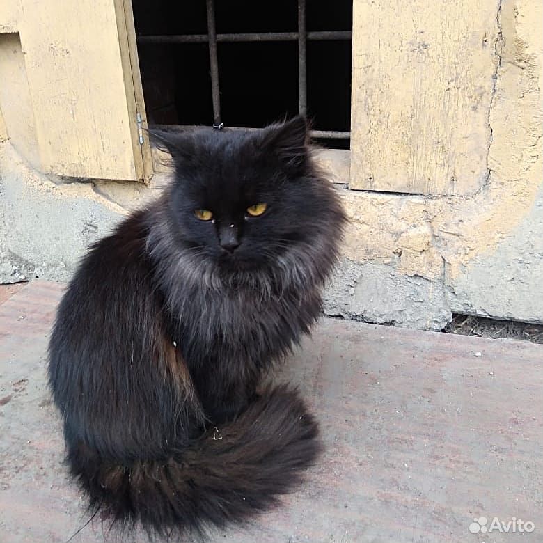 Шикарный кот купить на Зозу.ру - фотография № 1