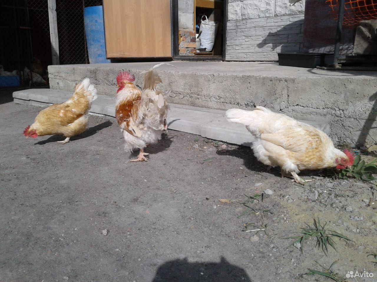 Цыплята купить на Зозу.ру - фотография № 7
