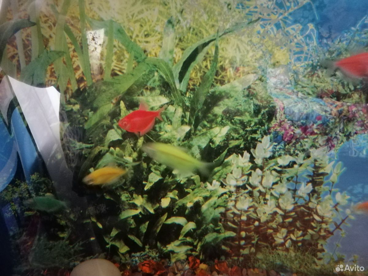 Аквариум с рыбками купить на Зозу.ру - фотография № 4