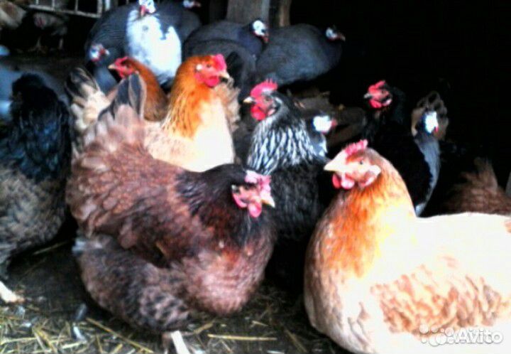 Цыплята мясо яичной породы купить на Зозу.ру - фотография № 7