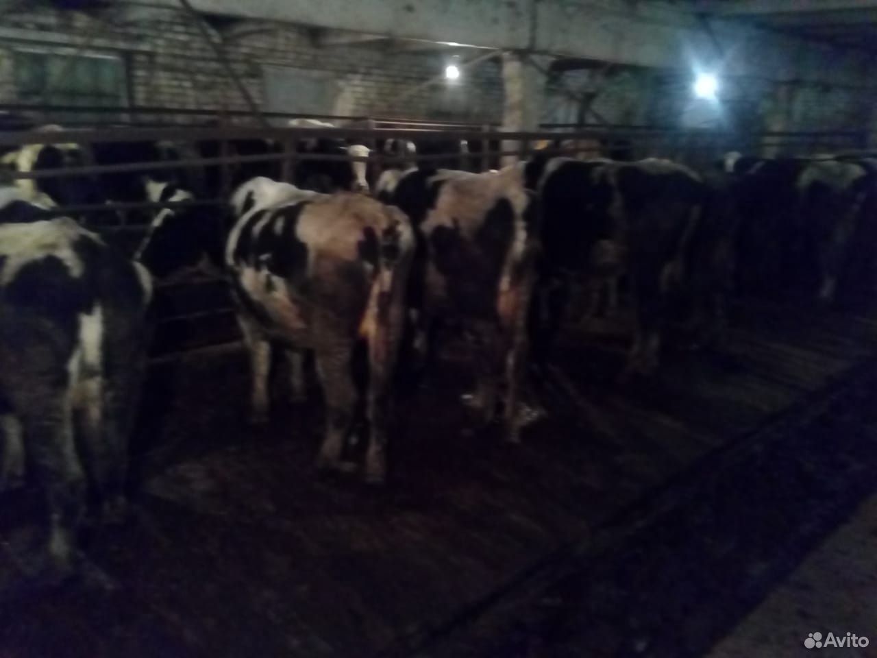 Коровы на убой 450 - 600 кг купить на Зозу.ру - фотография № 2