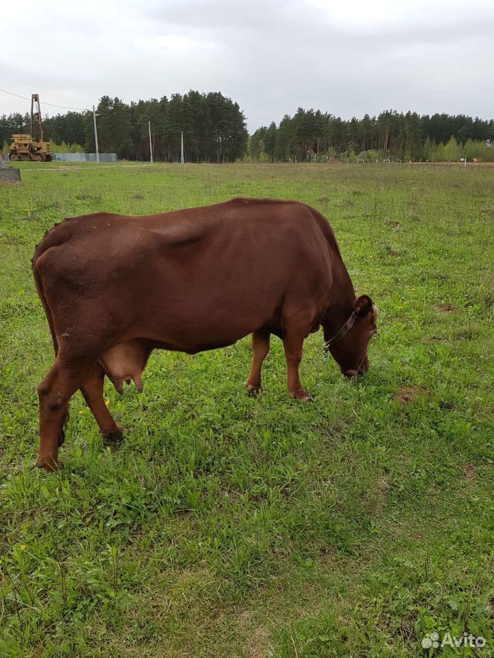 Корова стельная купить на Зозу.ру - фотография № 2