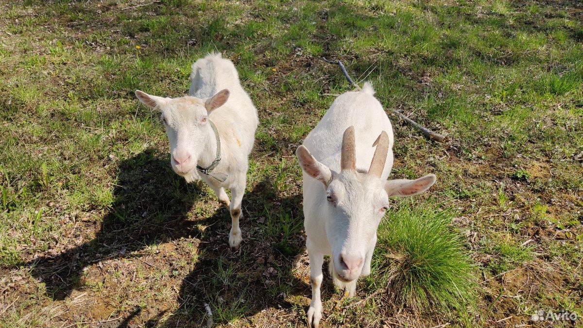 Продается зааненская дойная коза и козочка 5 месяц купить на Зозу.ру - фотография № 3