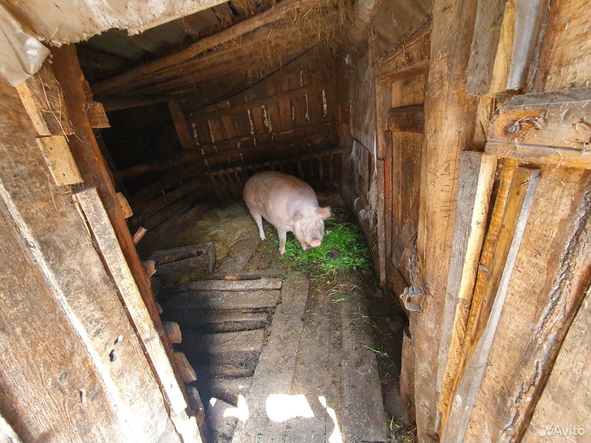 Продается свинья купить на Зозу.ру - фотография № 3