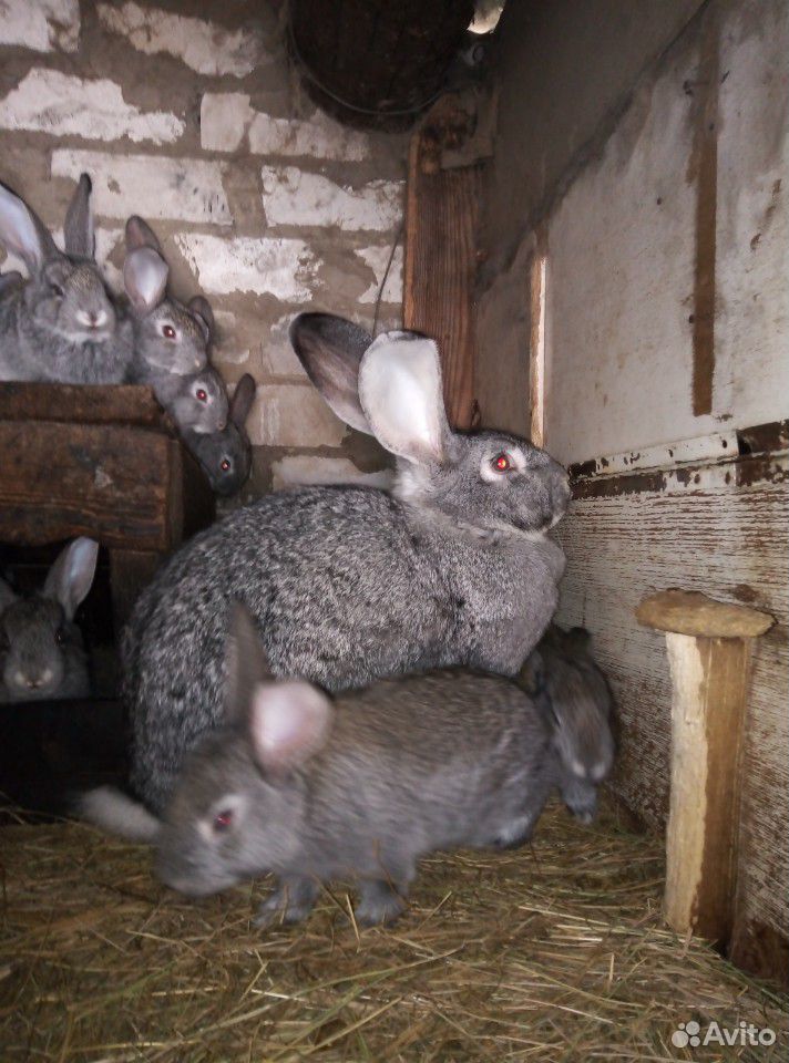 Кролики Советская шиншилла купить на Зозу.ру - фотография № 1