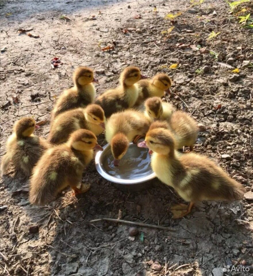 Индоутка с утятами. Индоутка с утятами. Индоутята. Маленький индоутенок постарше. Индоутята.