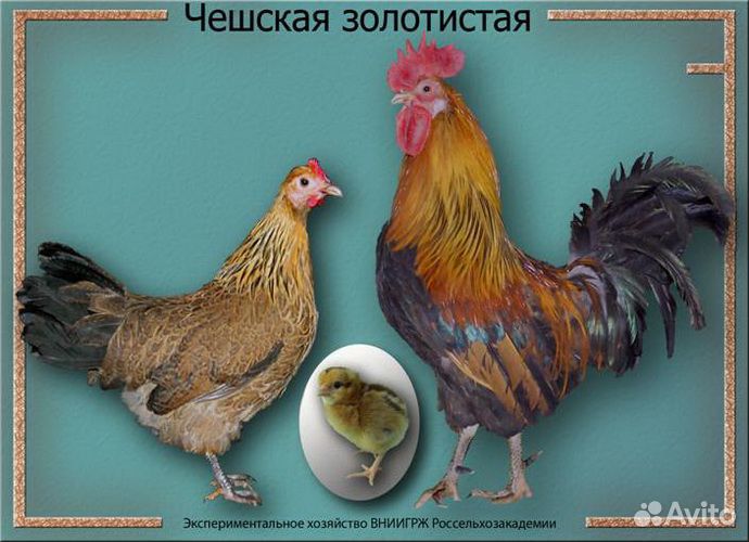 Инкубационное яйцо чешская золотистая и фавероль купить на Зозу.ру - фотография № 1