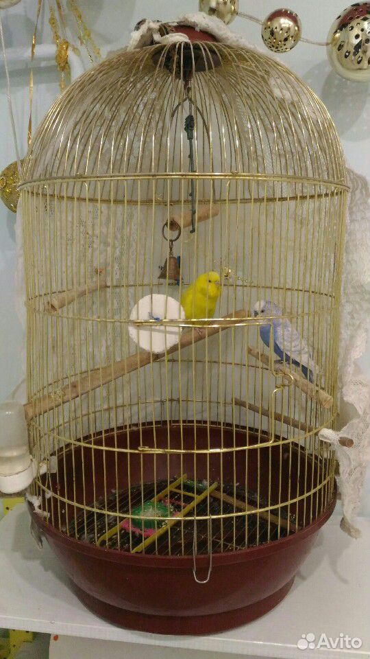 Пару волнистых попугайчиков с клеткой купить на Зозу.ру - фотография № 2