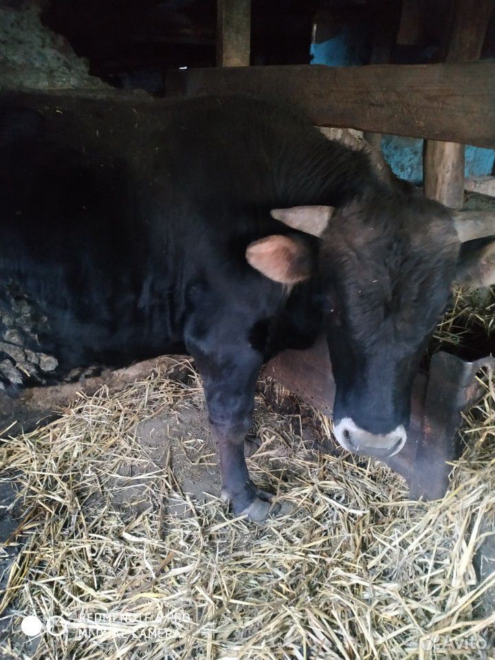Бык и корова на мясо купить на Зозу.ру - фотография № 2